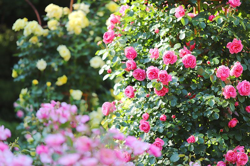 cultivar rosales 7