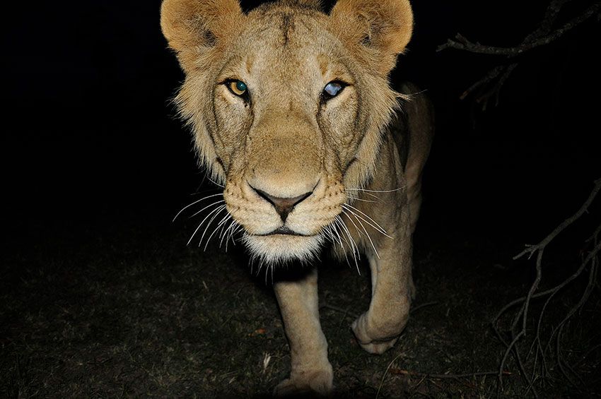 leones-nocturna