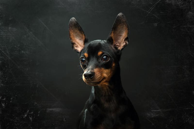 pinscher 5a