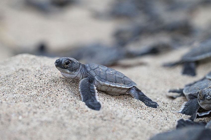 Tortugas en el Refugio Nacional de Vida Silvestre Ostional