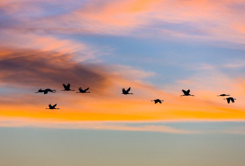 grullas-gallocanta-cielo