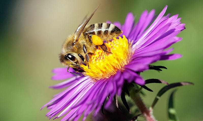 abeja