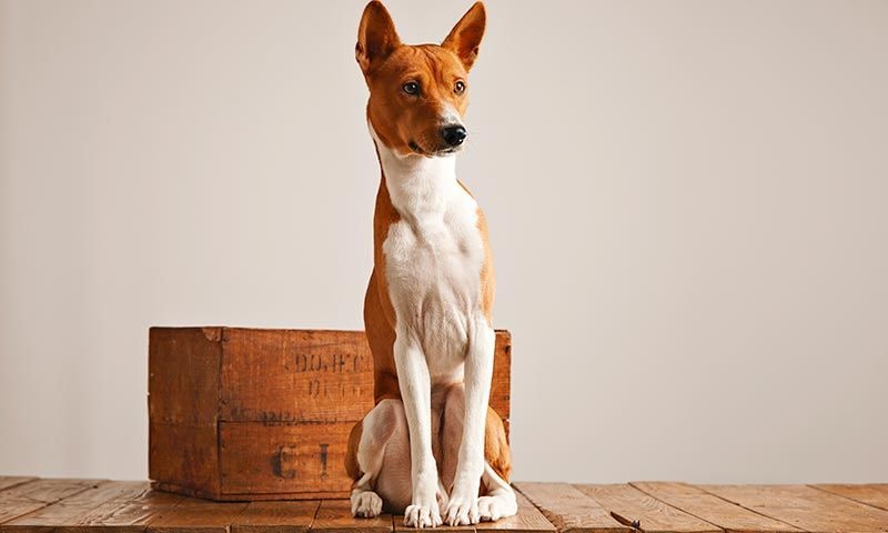 basenji