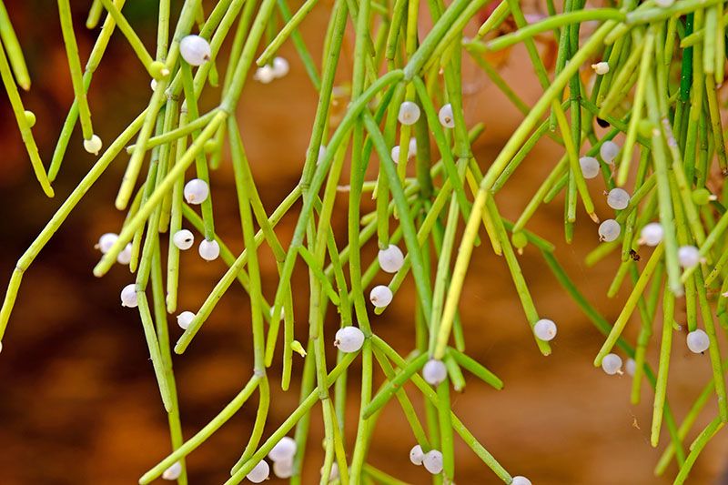 cactus rhipsalis 4