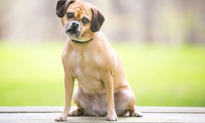 puggle