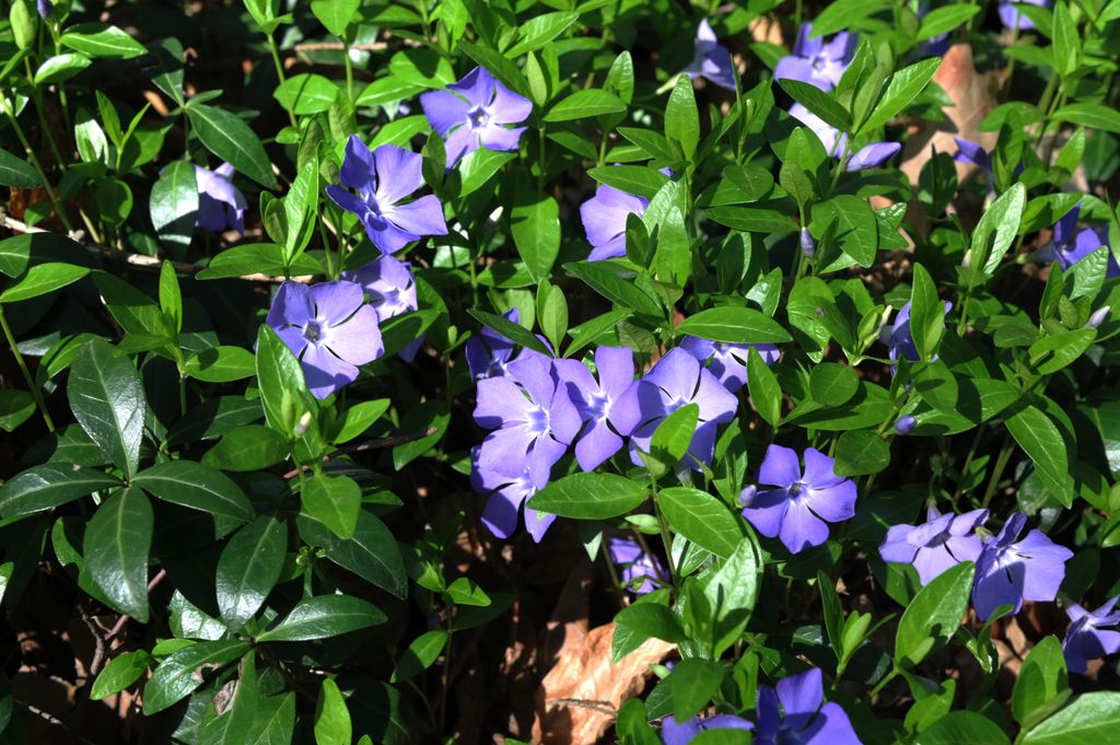 Vinca o hierba doncella