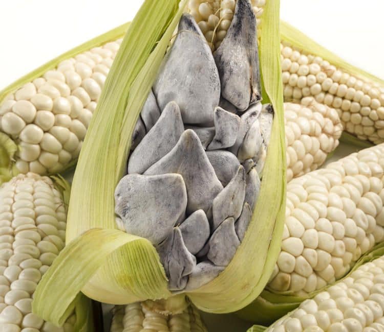 Huitlacoche