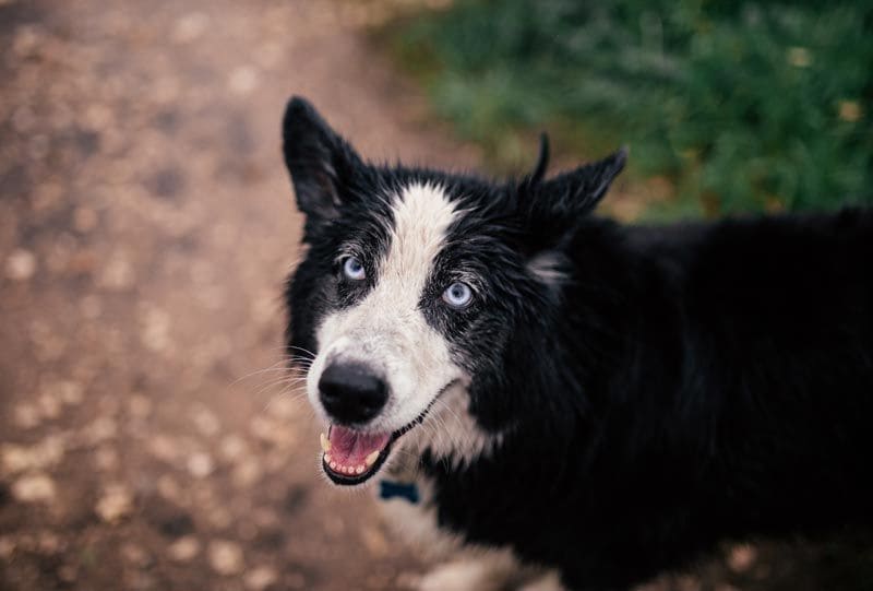 border collie