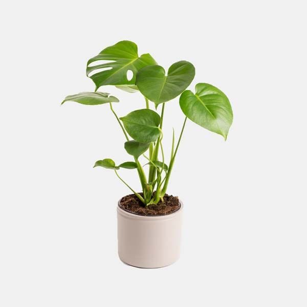 planta decorativa colvin