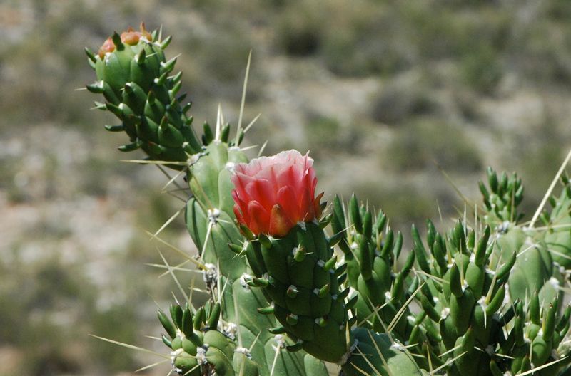 cactus alfileres eva Austrocylindropuntia subulata hola decoracion 01