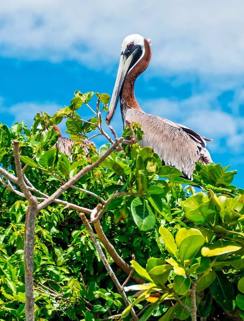 Cayo de los pájaros, República Dominicana 