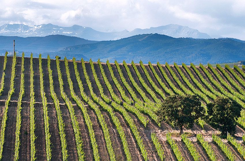 vinedo sommos y pirineo al fondo