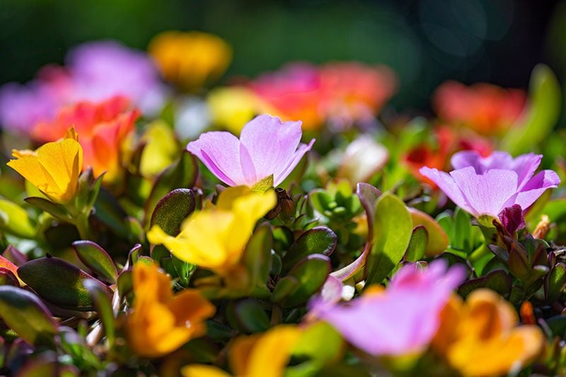 cuidados portulaca 04a