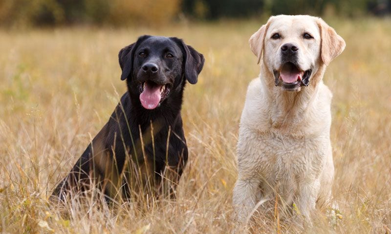 labrador retriever