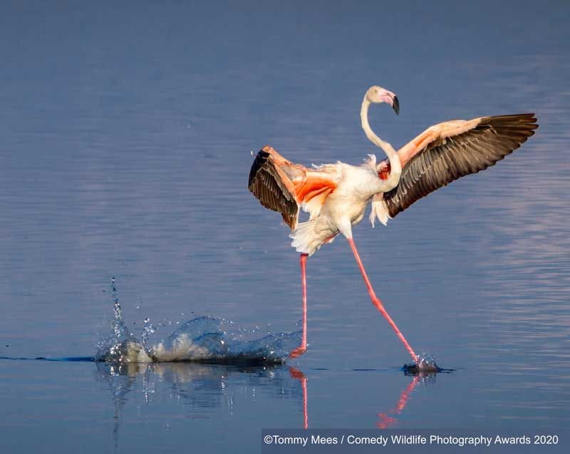 tommy meeswalk on water