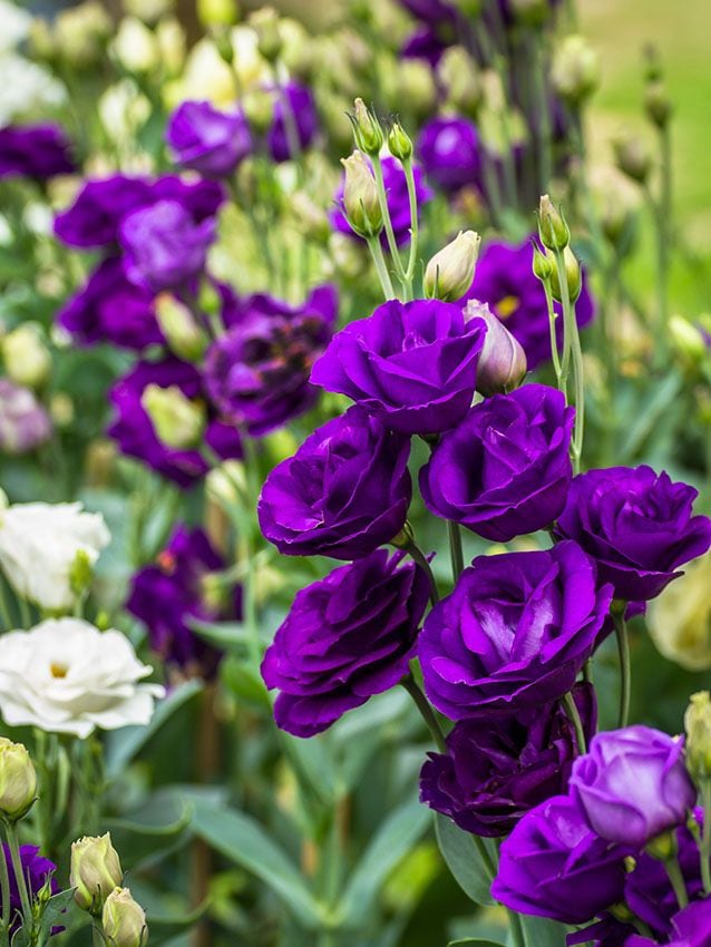 cultivar lisianthus 1