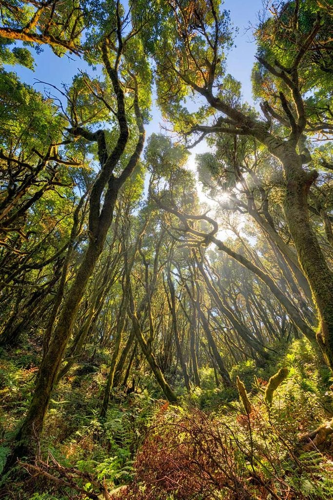 garajonay gomera