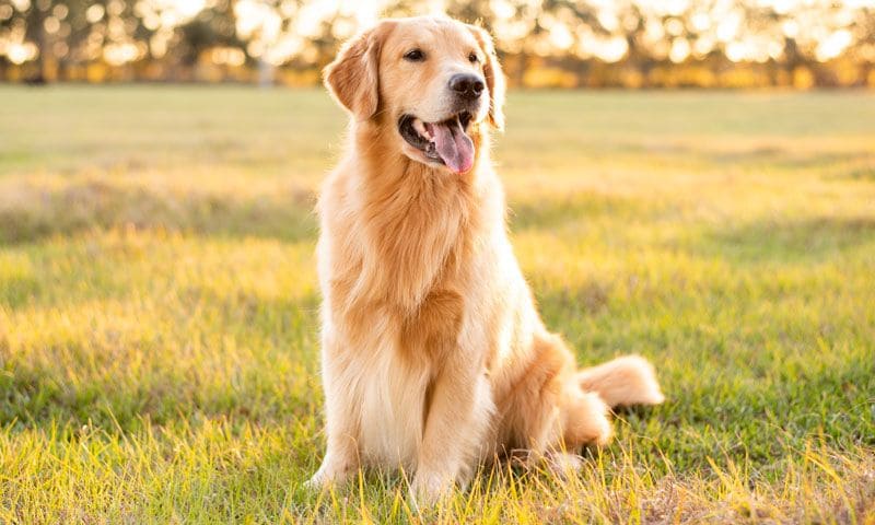 golden retriever