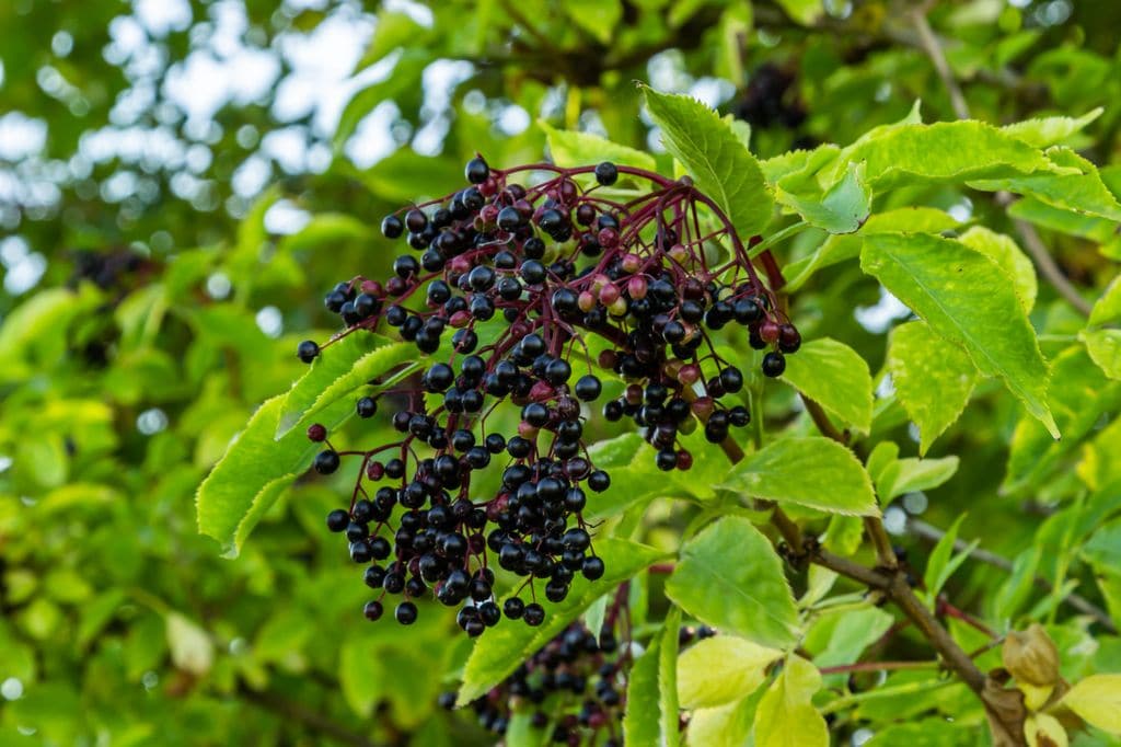 Saúco (Sambucus nigra)