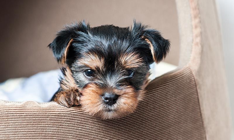 yorkshire terrier