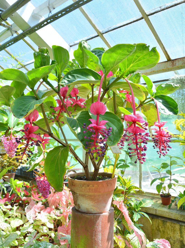 Medinilla magnifica en un invernadero