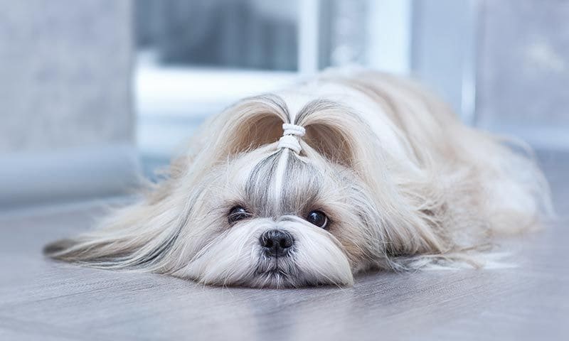 shih tzu