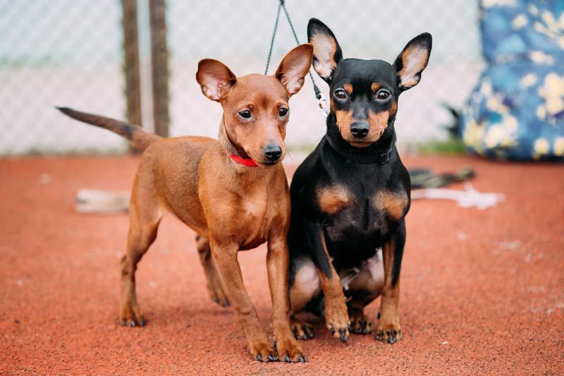 pinscher 6a