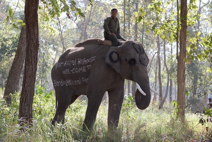 De esta original forma, con un mensaje pintado en el lomo de un elefante, dieron la bienvenida al Príncipe en el Parque Nacional de Bardia
