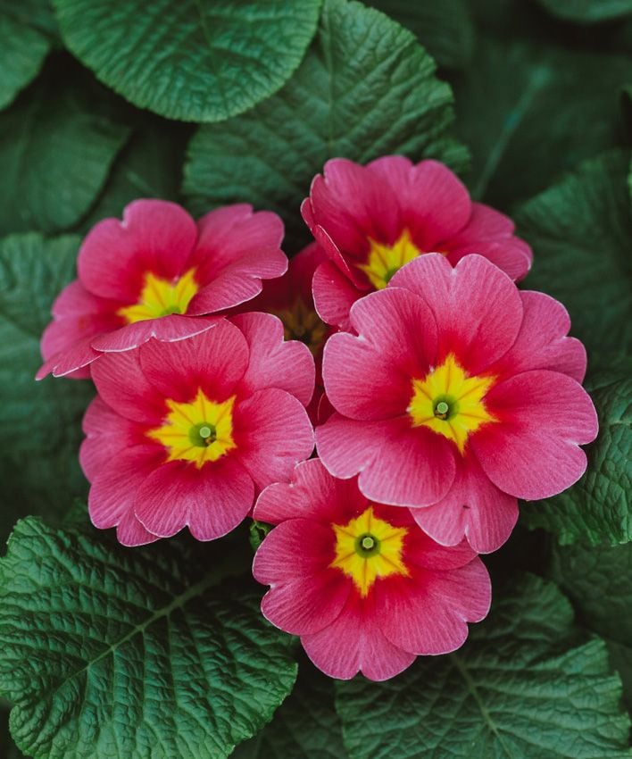 Primula obconica acaulis hola decoracion 05