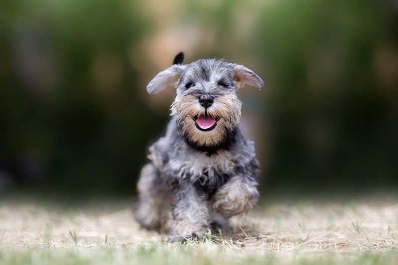 terrier iStock 1012208262