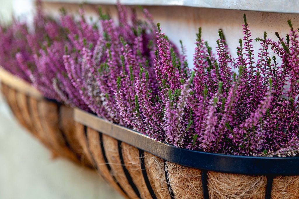 Lavanda en ventana