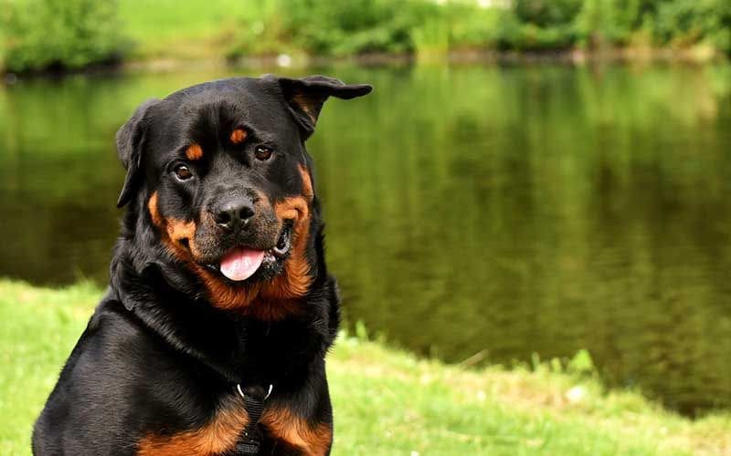 rottweiler 3478955_1920 pixabay