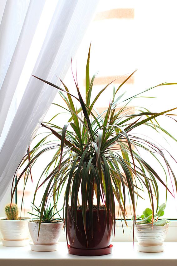 cultivar dracena 7