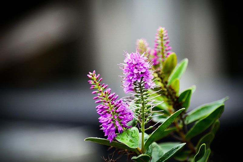 cultivar veronica 9