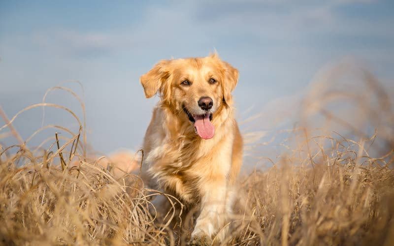 retriever