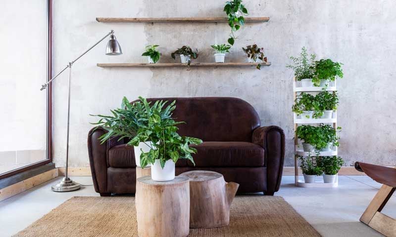 decorar plantas 6a