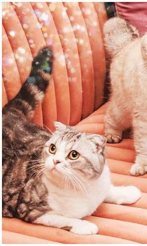taylor swift gatitos mascotas juntos
