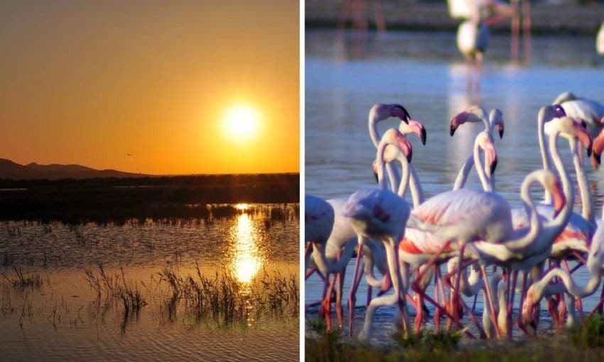 lagunas y flamencos en alcazar de san juan ciudad real