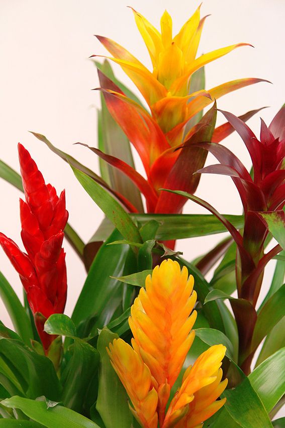 cuidados guzmania 04a