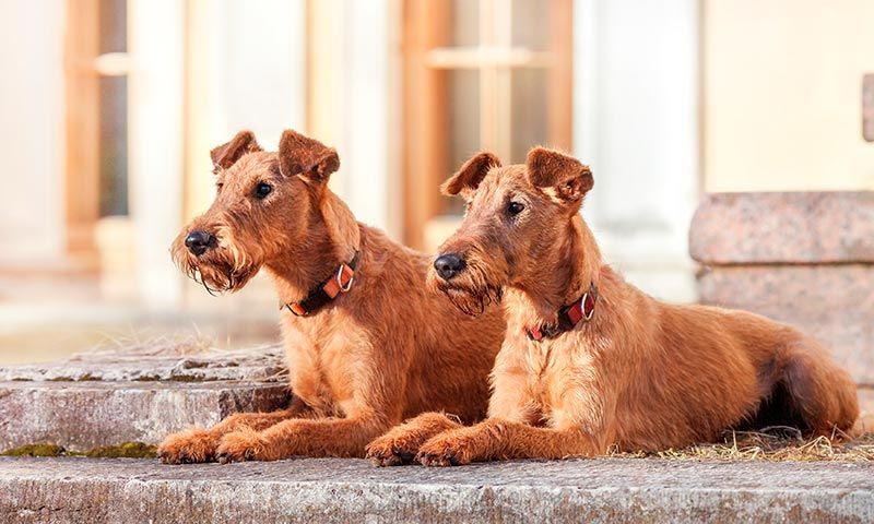 terrier irlandes