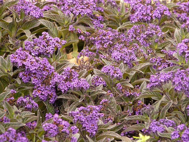 cultivar heliotropo 9 a.jpg