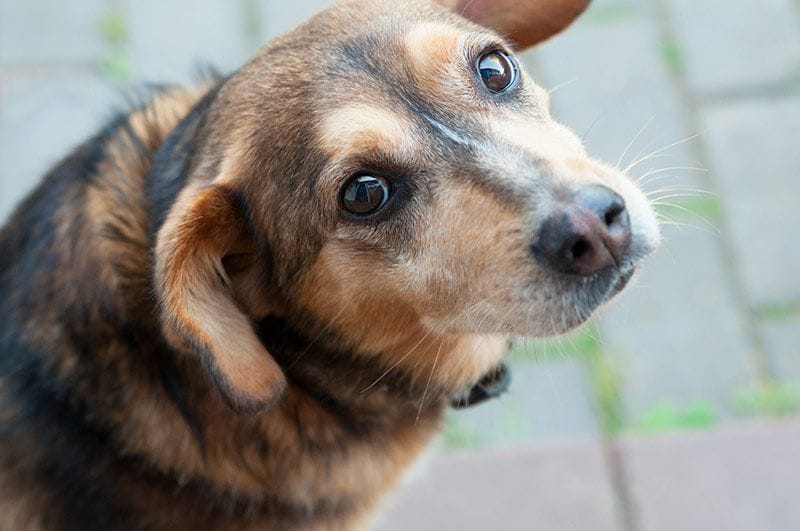 08 un perro mirnado con ojos de culpabilidad