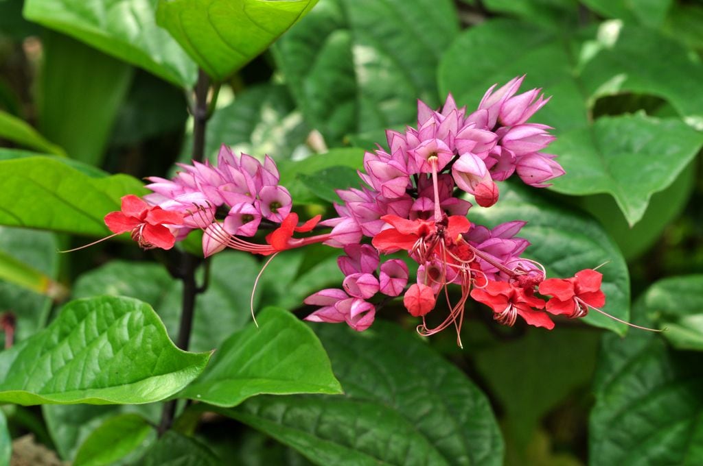 Clerodendrum 