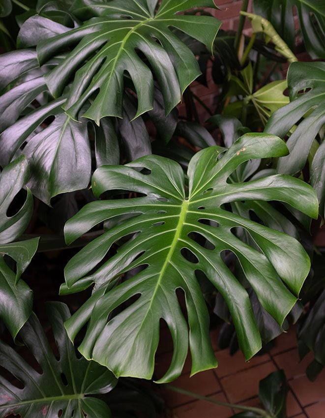 cuidados monstera 1