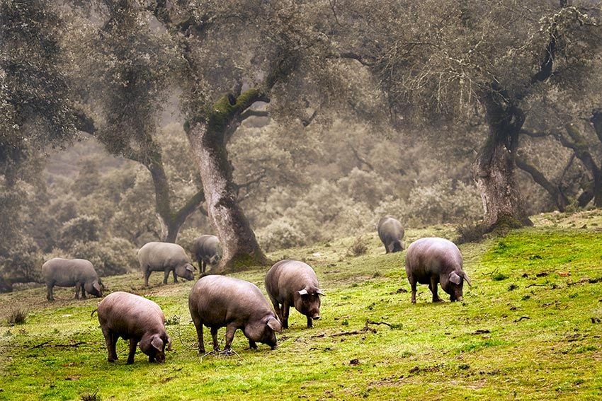 cerdos-ibericos-dehesa-huelva