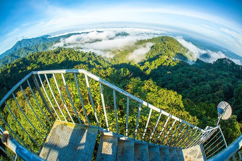 ecuador-choco-bosque-Observation-tower