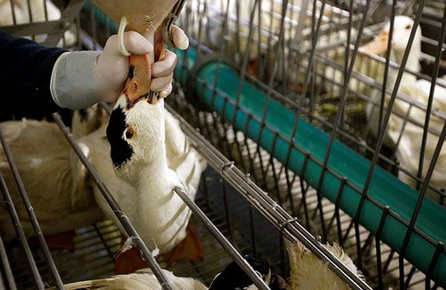 Pato alimentado