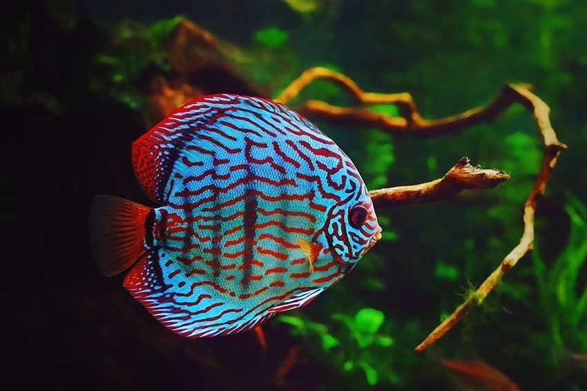 07 peces mas bonitos llamativos provocadores para acuario