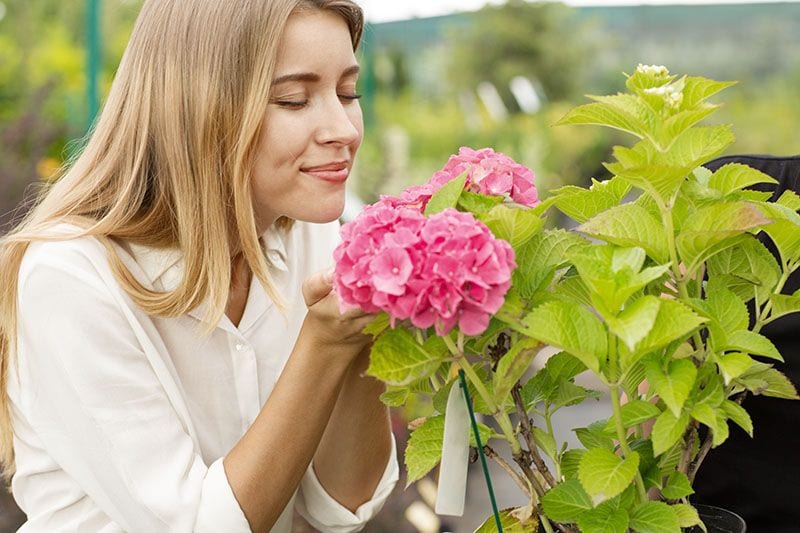 cultivar hortensias 2