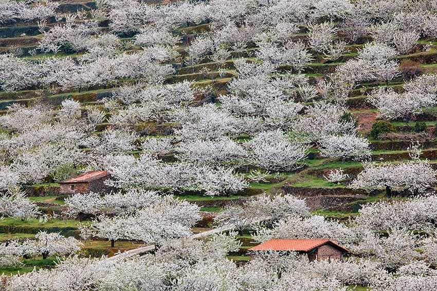 valle-jerte-flores-casas